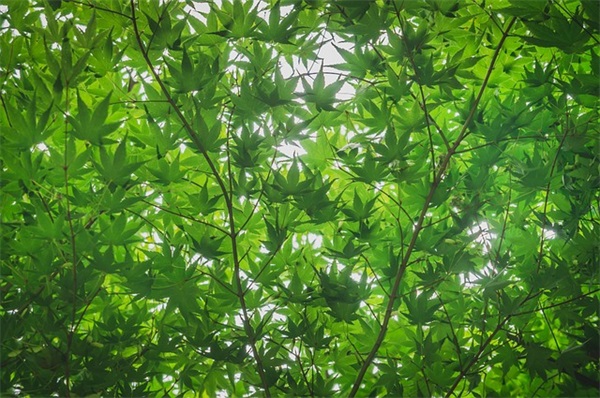 用既也造句大全 明喻句造句大全(精选93句)