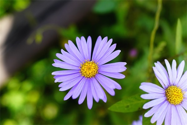 眼花造句84句