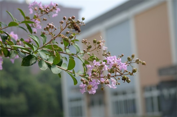QQ网名带有 蓝 字的