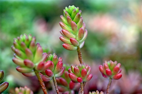 花木兰观后感范例6篇