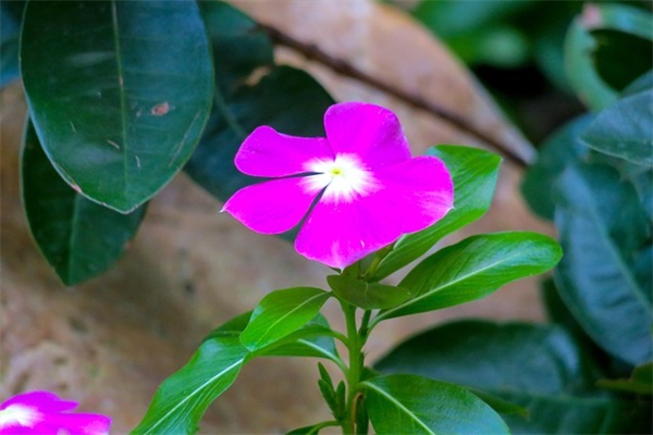 送小狗回家范例6篇