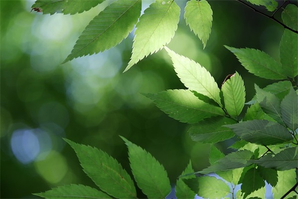 祝晚安最温馨的话 晚安问候语温馨短语