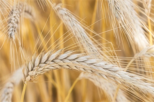 描写夏天的优美句子