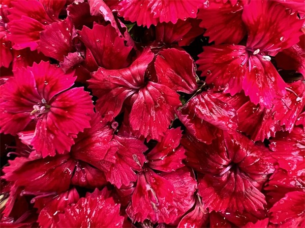 出差申请书范文