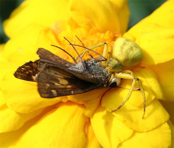 古风网名两个字