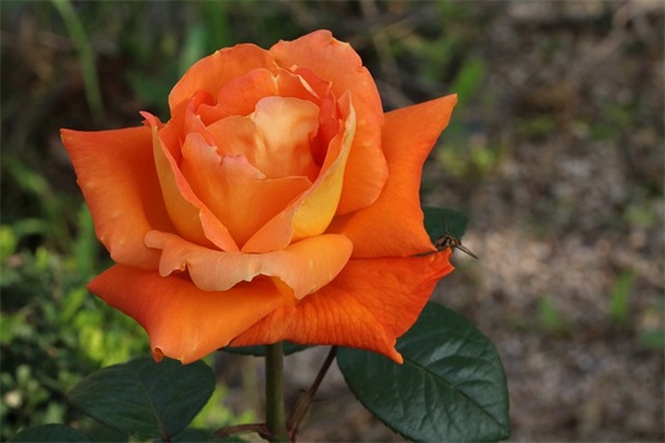 两个字萌的网名女生网名