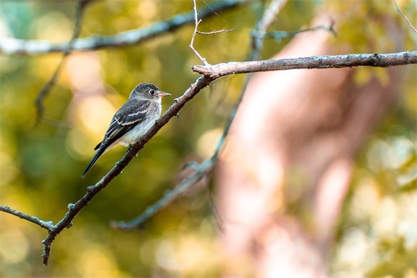 关于爱情的句子短句