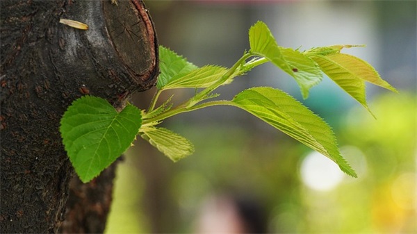 夫妻之间肉麻的情话句子大全 夫妻之间的情话短句