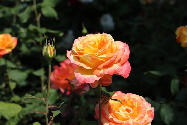 精彩生活感言的句子