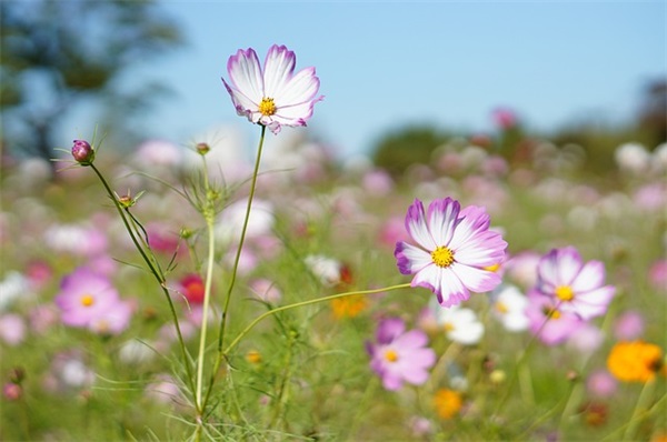 南方初春美景句子
