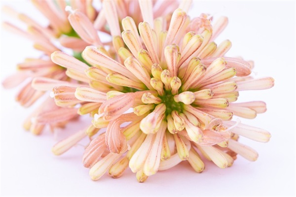 蓝天底下，满眼绿色，一直铺向远方 描写绿色的优美句子