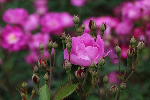 很霸气的句子女生短句 超拽句子女生霸气人生