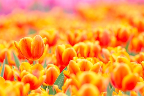 爱情伤感哲理句子74句