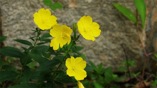 描述沙漠的唯美句子