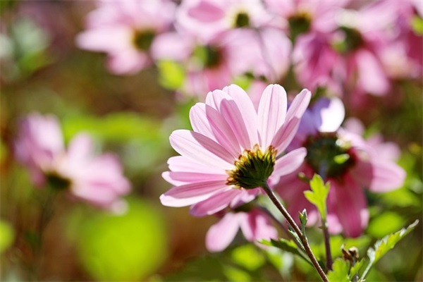 继续努力的优美句子