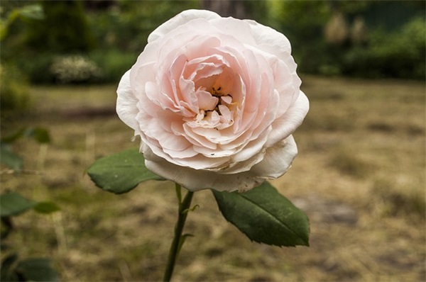 晚上想你睡不着的句子 晚上想你睡不着的句子