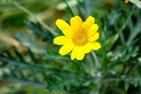 描写冰雪融化的句子93句 描写冰雪融化的句子93句