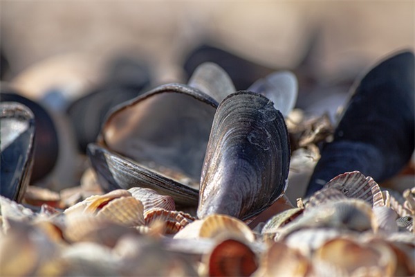 关于心情平静的感悟句子