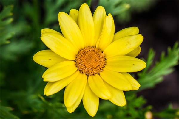 诗经里写爱情的句子63句