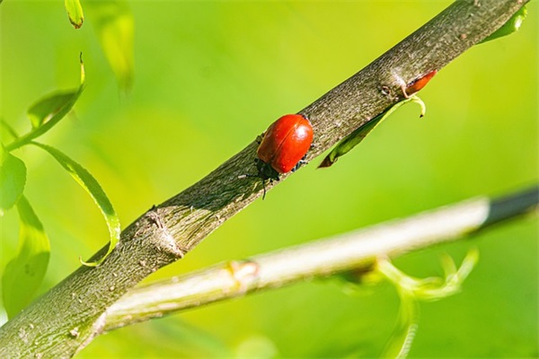 新的一年即将到来