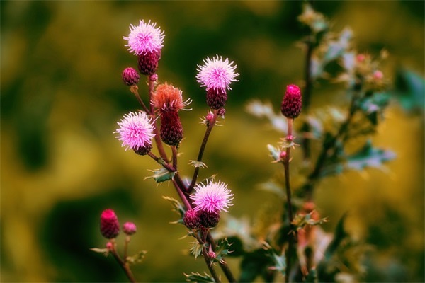 伤官格伤官生财 伤官生财格富贵层次
