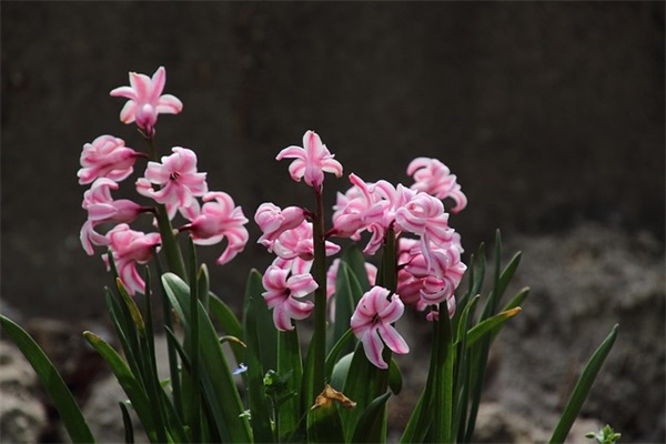 雷雨阵阵打一生肖 阵雨是什么生肖