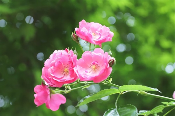 lol战队名字大全 lol战队名字大全英文