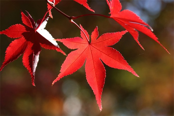 2026年属鼠人有什么灾难吗 切勿放任自己的口腹之欲