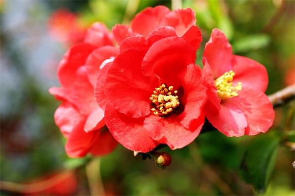 自欺欺人是指什么生肖-你所不知道的生肖文化解析