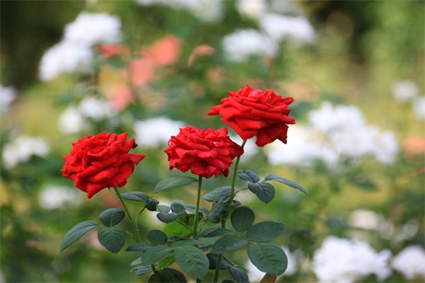 对祖国的赞美和热爱的唯美句子锦集四十条