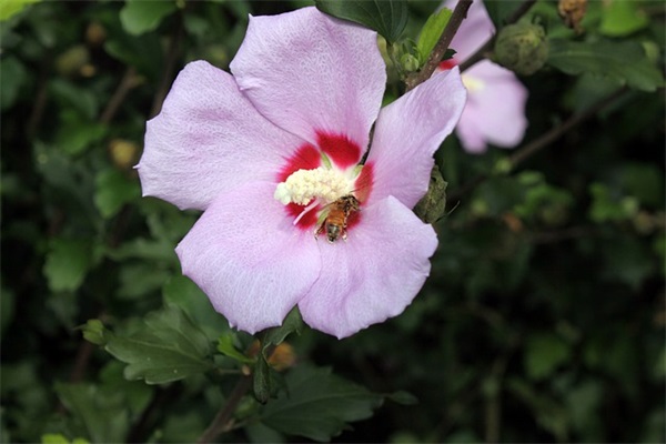 2026情人节最深情说说语录 情人节祝福语