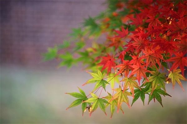 老公生日祝福语一句话(老公生日祝福语八个字霸气)