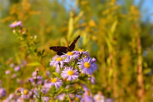 医师节祝福语简短