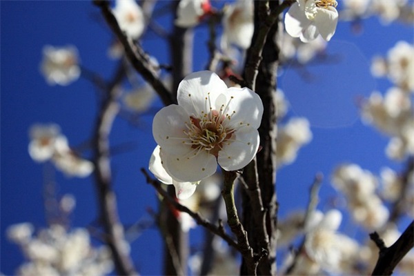 抖音适合发的农村句子 适合农村抖音文案(精选35句)