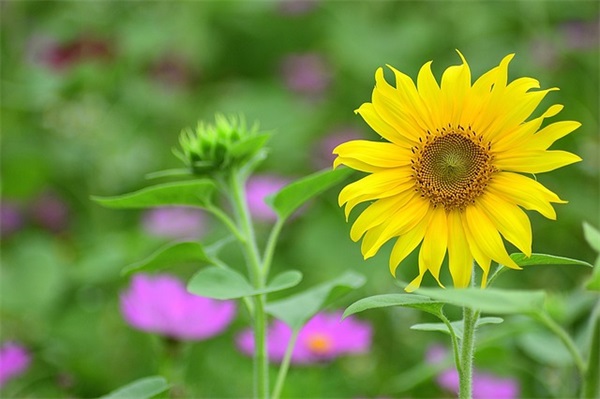 懂得珍惜才配拥有句子