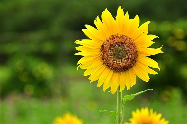 三八妇女节给夫人的祝福语 三八妇女节祝福语