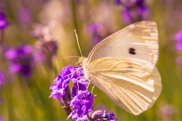 2026森林草原防火安全宣传口号全新