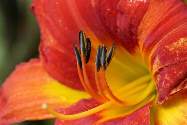 2026植树节宣传口号有哪些 植树节经典标语