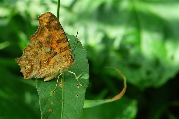 2026有关保护动物标语大全(保护稀有动物的宣传标语)