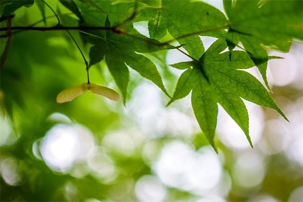 发展学校体育运动口号83句