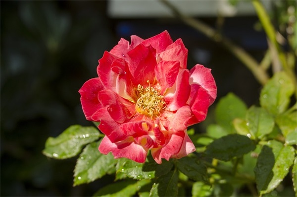 粮食企业口号83句