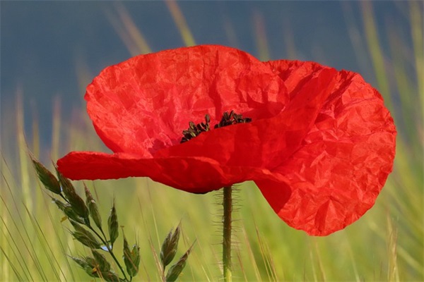 结婚祝福语2026年简短42句