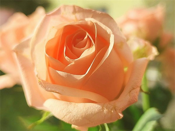 生日祝福语给长辈 生日快乐祝福语长辈简单