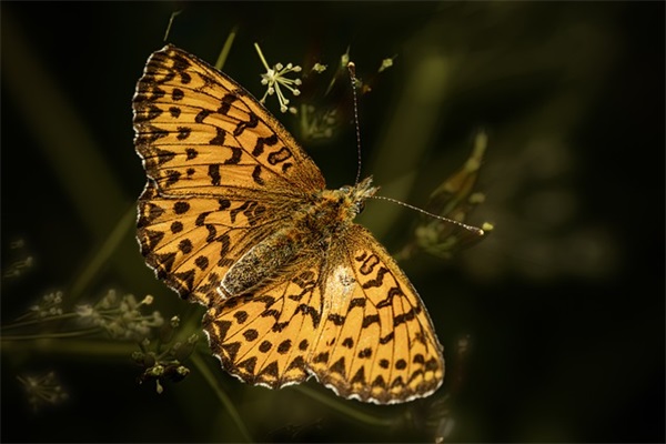 父亲节朴实的祝福语 父亲节祝福语大全感动