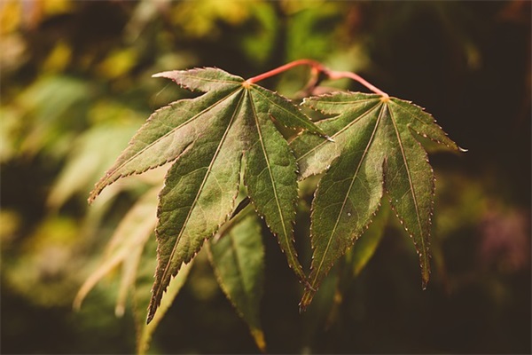 高考升学四字祝福语 高考祝福语