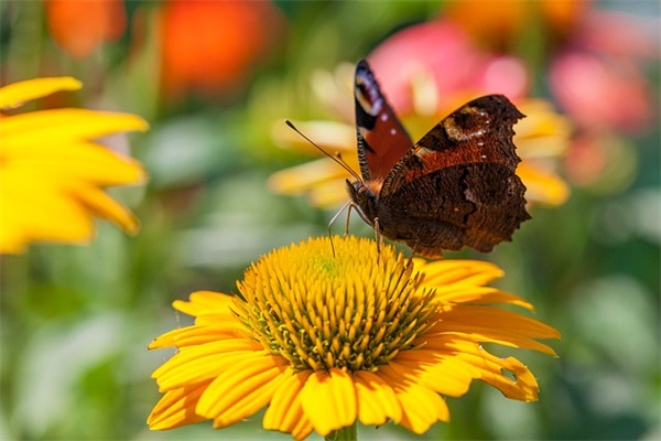 关于对感情无奈的句子精选96条（全网精选）