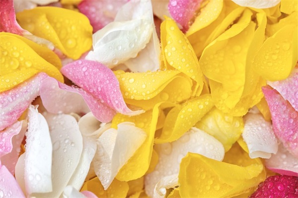 给老师的元旦祝福语