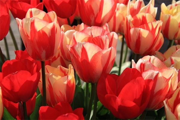 传统节日宣传标语82句