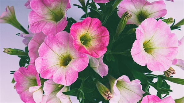 精神宣传口号83句