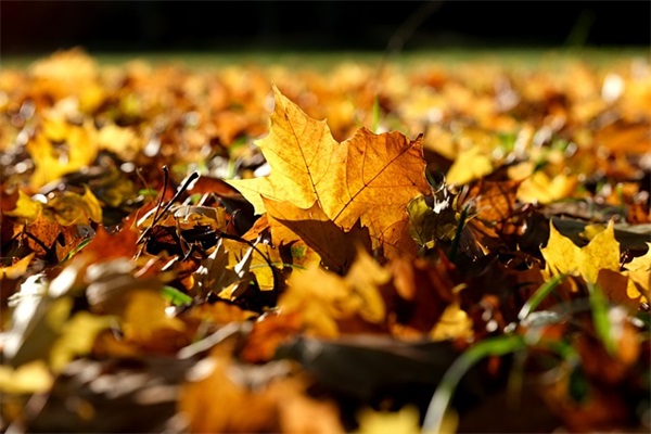 简短的小学生口号大全88句